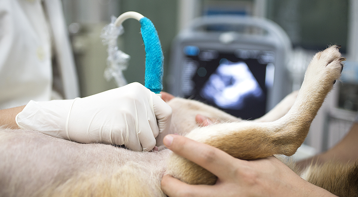 Ultrasound